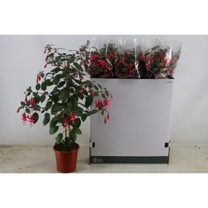 FUCHSIA OV
