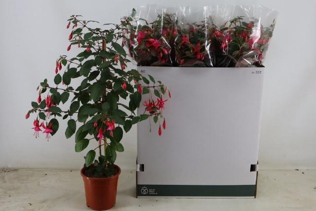 <h4>FUCHSIA OV</h4>
