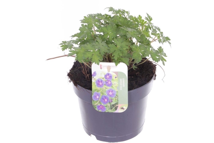 <h4>Geranium Johnsons Blue</h4>