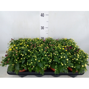 Chrysanthemum  'Rosanna Car'  ..mix