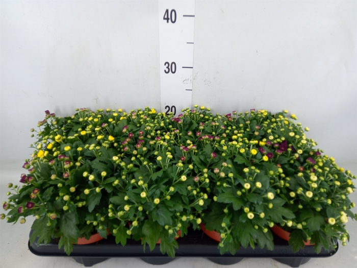 <h4>Chrysanthemum  'Rosanna Car'  ..mix</h4>