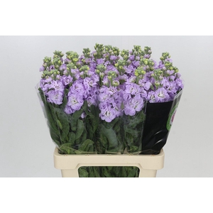 Matthiola Iron Marine