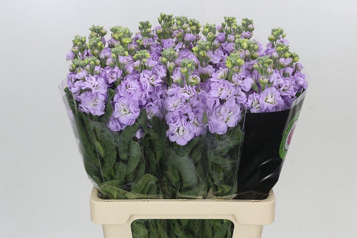<h4>Matthiola Iron Marine</h4>