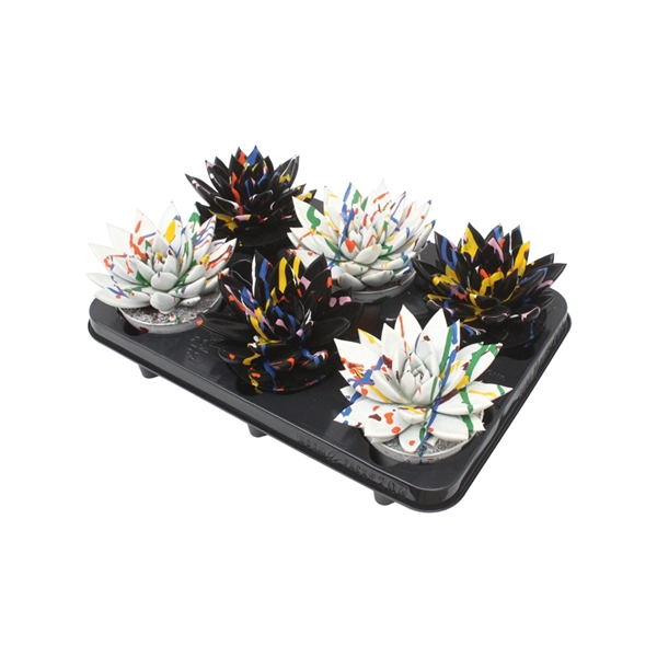 <h4>Echeveria coloured Splash black&white mix</h4>