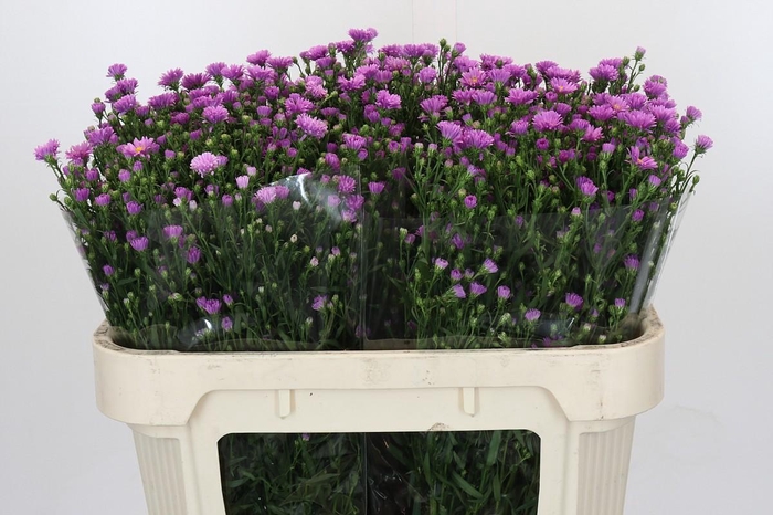 <h4>Aster Casarosa</h4>