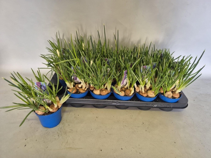 <h4>BOLBLOEMEN GEM</h4>