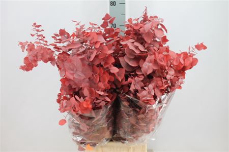 <h4>Euca Stuart Stabil Rood</h4>