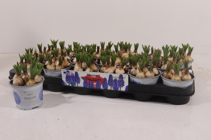 <h4>MUSCAR BIG SMILE</h4>