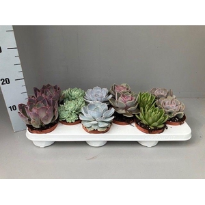 Echeveria gemengd