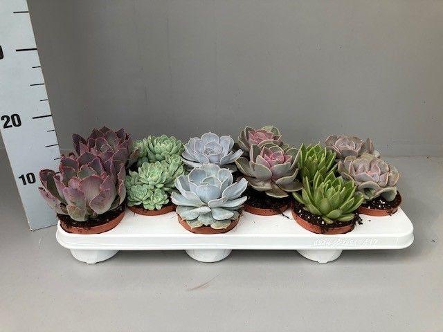 <h4>Echeveria gemengd</h4>