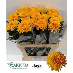 CHR G JAYZ
