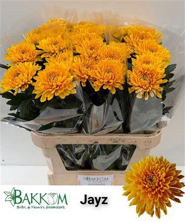 <h4>CHR G JAYZ</h4>