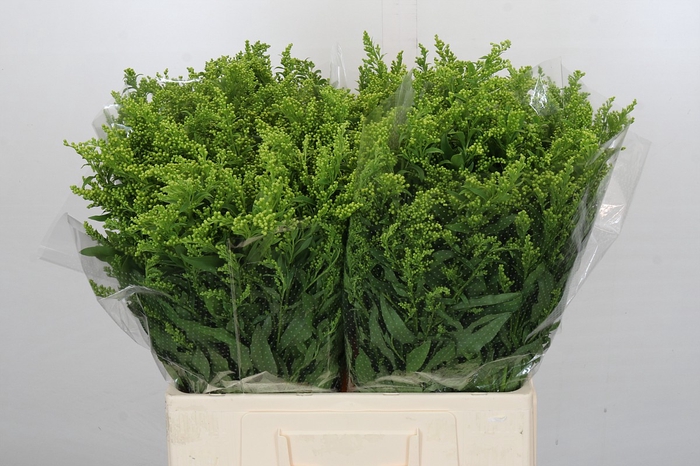 <h4>Solidago Golden Glory</h4>