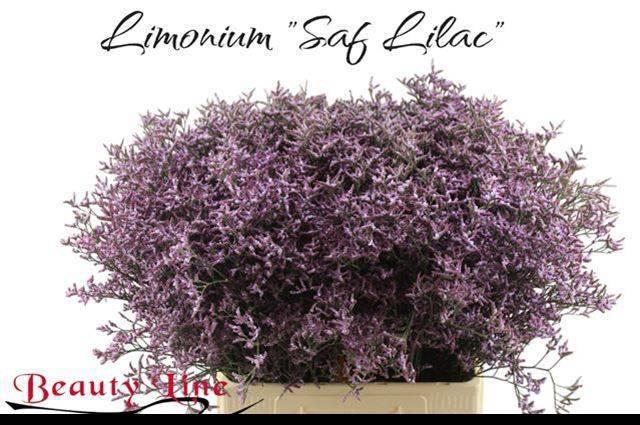 <h4>LIM SAF LILAC</h4>