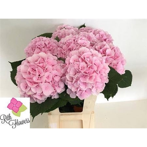 Hydr M Ch Verena Rose 80 Cm