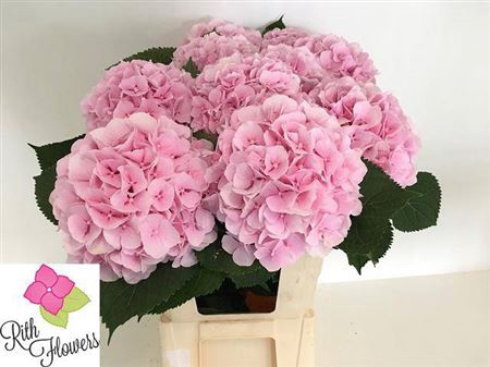 <h4>Hydr M Ch Verena Rose 80 Cm</h4>