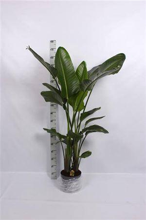 <h4>Strelitzia Nicolai</h4>