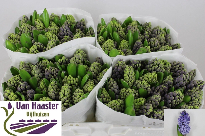 <h4>HYAC DELFT BLUE</h4>