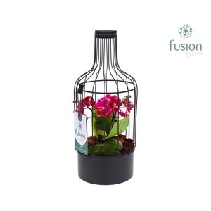 Metaal fles zwart Small met Phalaenopsis