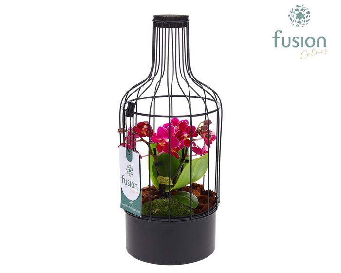 <h4>Metaal fles zwart Small met Phalaenopsis</h4>