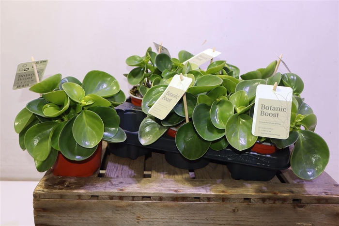 <h4>arr8 Pep Obt Green Gold</h4>