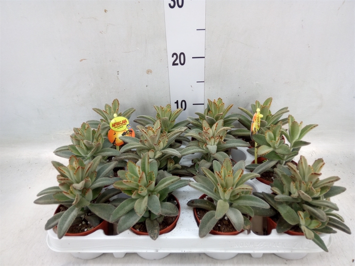 <h4>Kalanchoe NF tomentosa</h4>