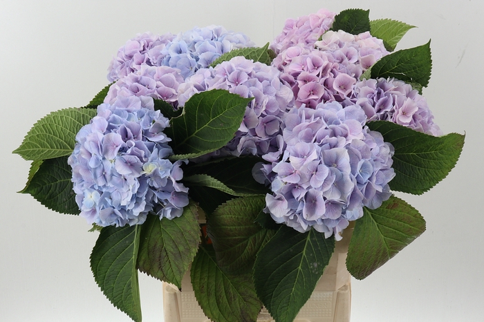 <h4>Hydr M Ch Verena lavendel</h4>