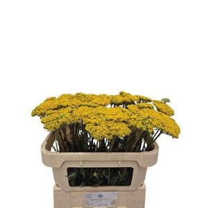 Achillea filipendulina 'Parkers Variety'