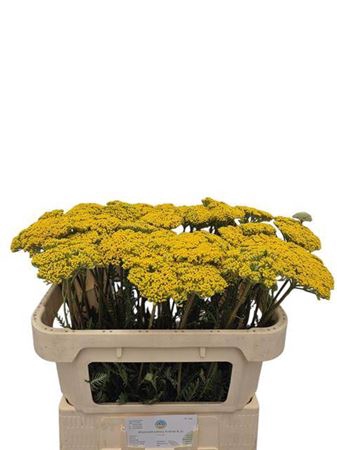 <h4>Achillea filipendulina 'Parkers Variety'</h4>