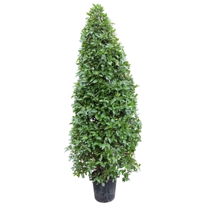 Laurus nobilis Piramide