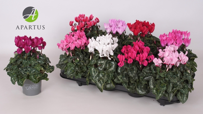 <h4>CYCL KL SUP CARINO</h4>