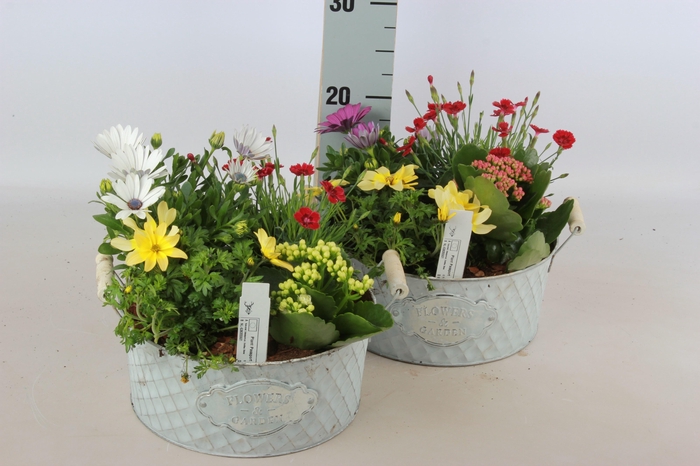 <h4>ARR TUINPLANTEN</h4>