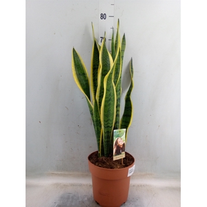 Sansevieria trifa. 'Laurentii'