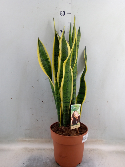 <h4>Sansevieria trifa. 'Laurentii'</h4>