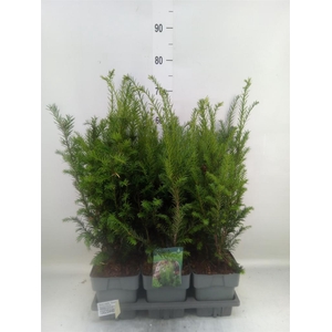 Taxus media 'Groenland'