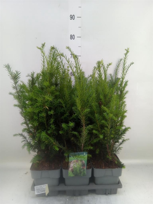 <h4>Taxus media 'Groenland'</h4>