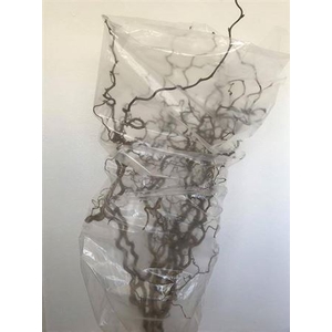 Corylus Av Contorta