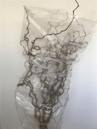 <h4>Corylus Av Contorta</h4>
