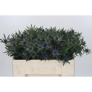 Eryngium Orion Questar