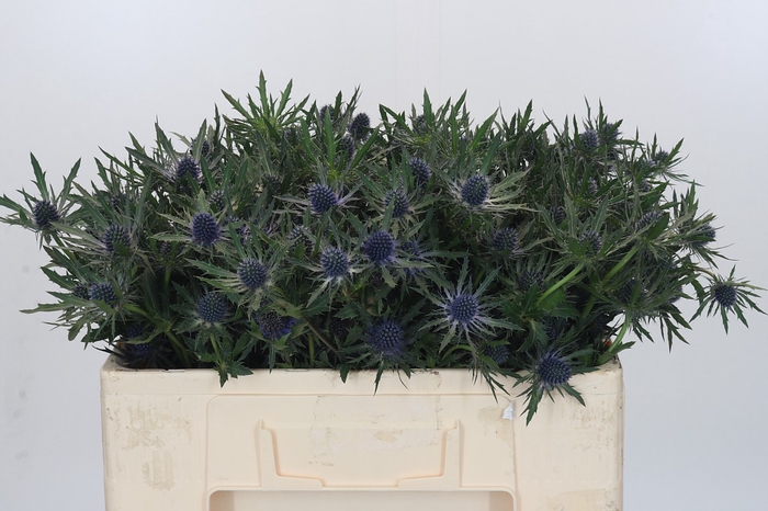 <h4>Eryngium Orion Questar</h4>