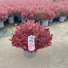 Leucothoe axillaris Zeblid