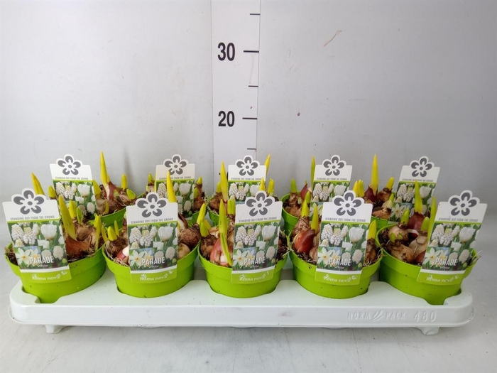 <h4>Bolbloemen   ...mix</h4>