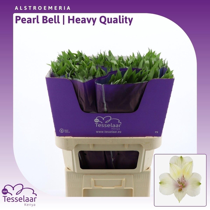 <h4>Alstroemeria Pearl Bell | Heavy Quality</h4>