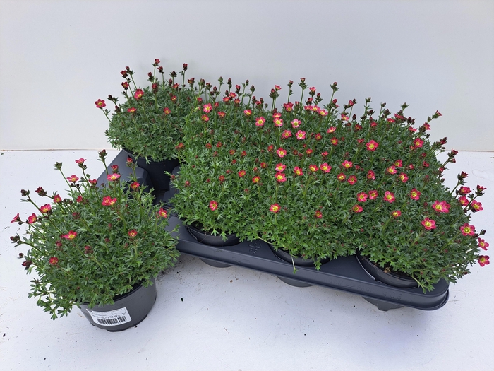 <h4>SAXIF AR PETER PAN</h4>