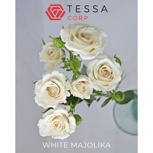 R TR WHITE MAJOLIKA
