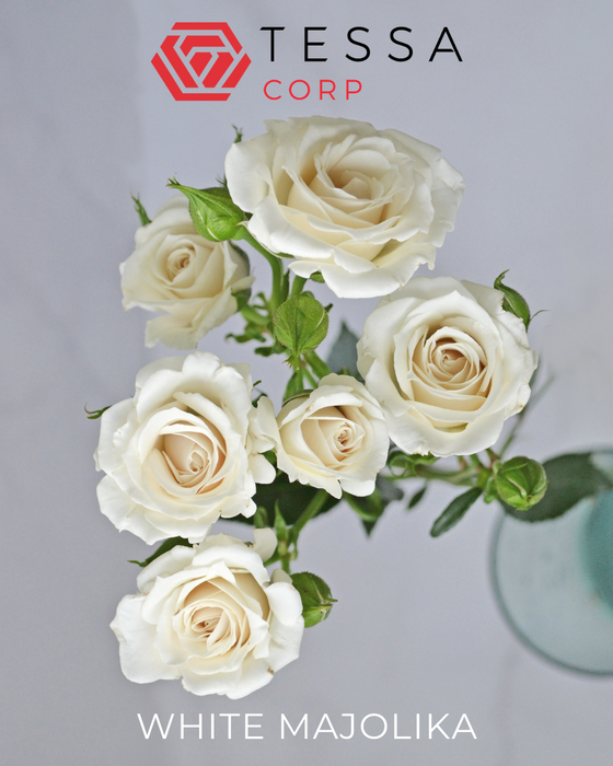 <h4>R TR WHITE MAJOLIKA Tessa</h4>