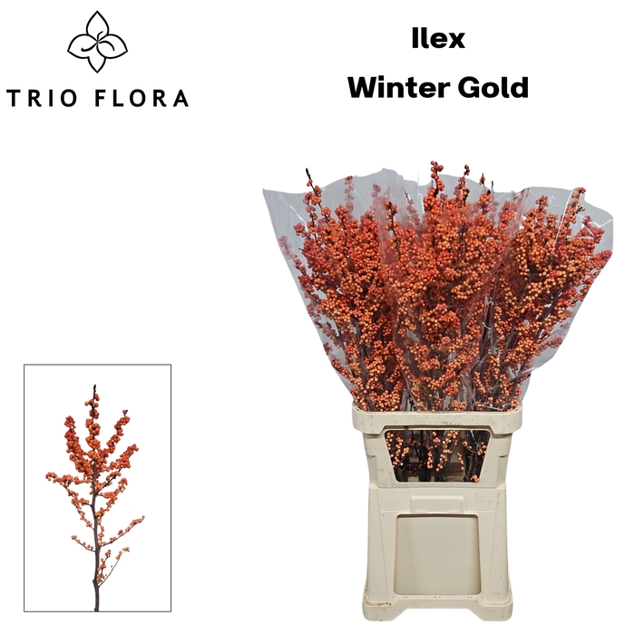 <h4>ILEX VE WINTER GOLD 997 L110</h4>