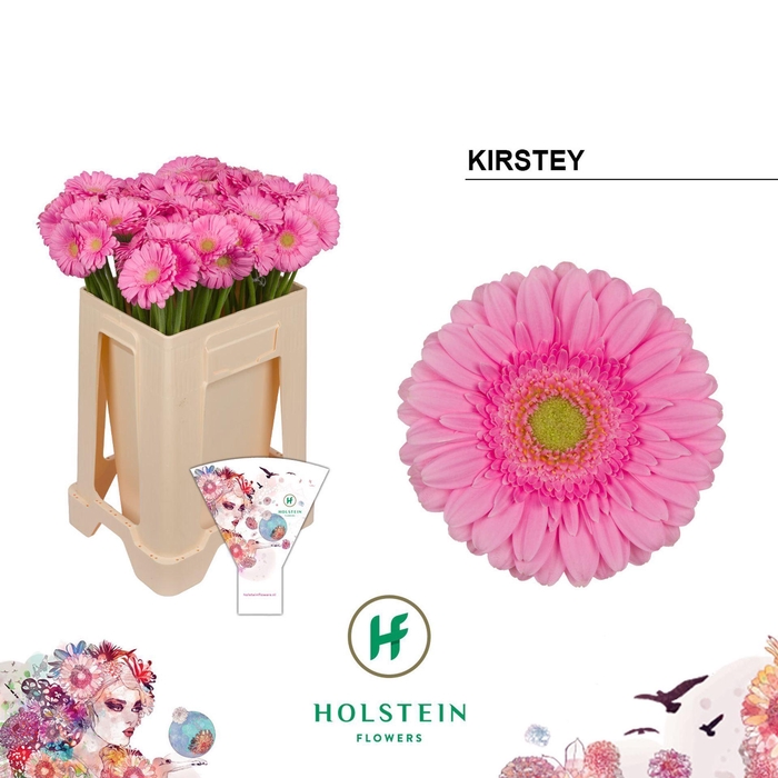 <h4>GERBERA MI 'KIRSTEY'</h4>