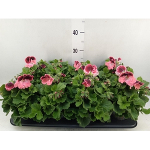 Pelargonium gran.   ..