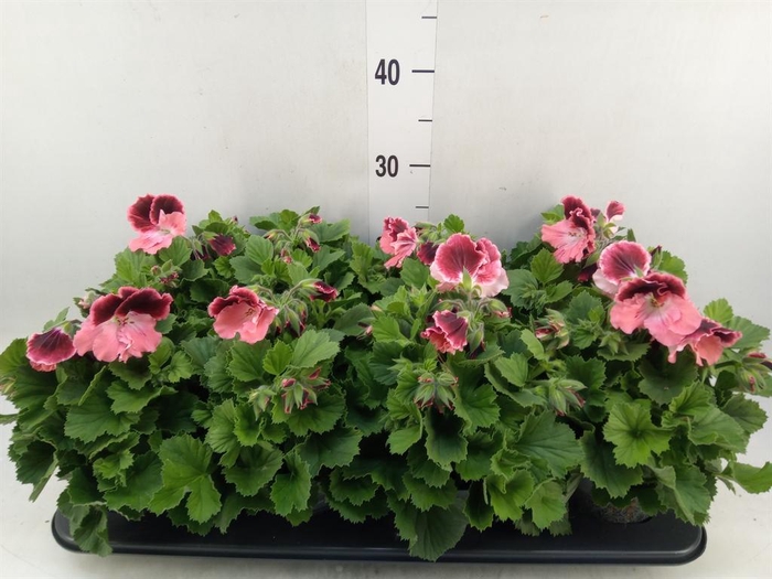 <h4>Pelargonium gran.   ..</h4>